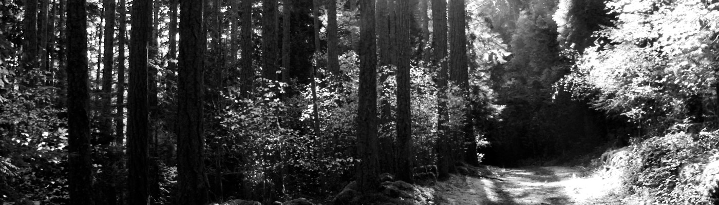 Forest Trail Shadows BW